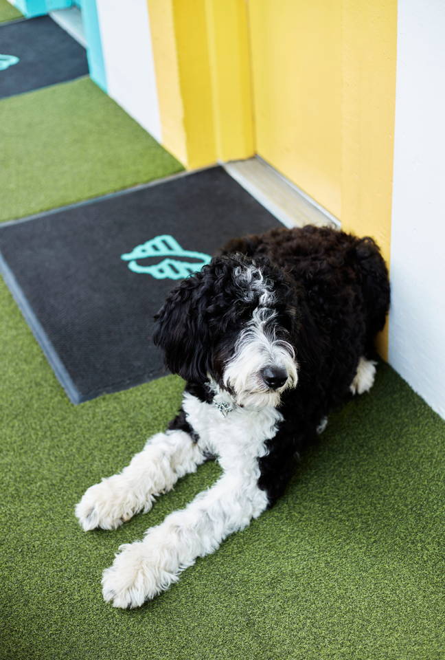 Motel door with black and white dog