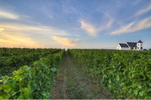 Closson Chase Vineyard field featured in the VISA Infinite Dining Experience