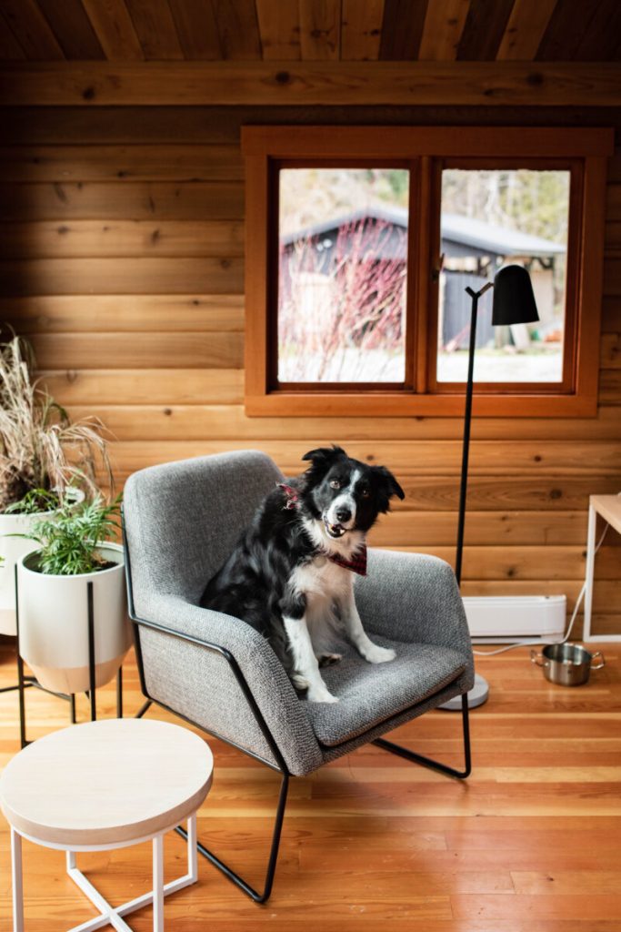 Motel room with dog in chair and wood accents