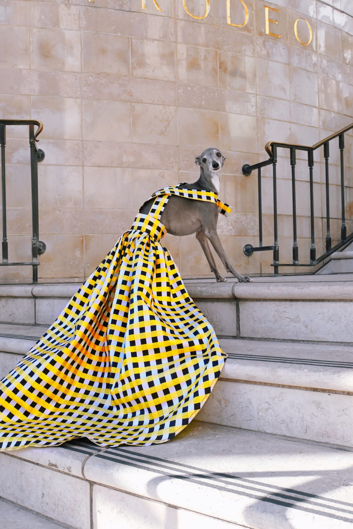 Tika the Iggy wearing a flowing yellow checkered dress on a concrete step.