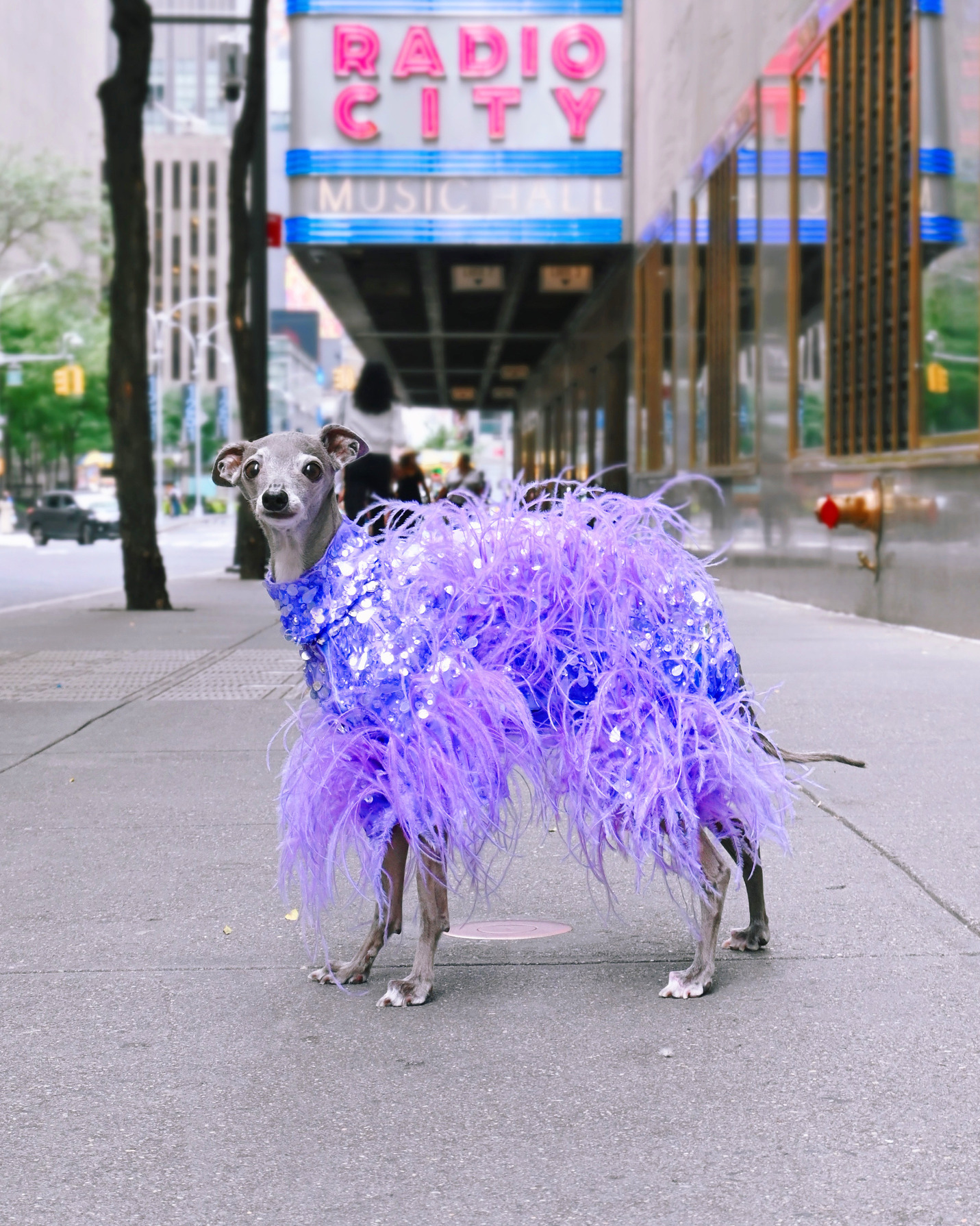 Italian greyhound Tika the Iggy in a violet outfit with sequins and feathers. She is on the sidewalk standing under the Radio City marquee in New York City.