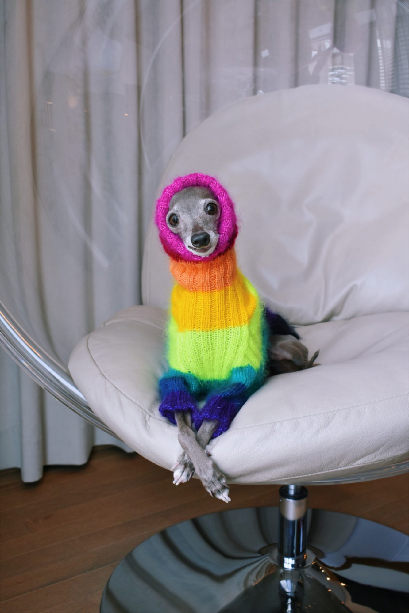 Tika the Iggy wearing a rainbow turtleneck. Her paws are crossed and she is sitting in a plastic bubble chair.