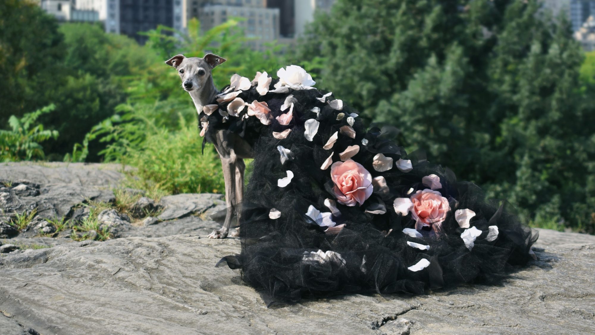 An Italian greyhound wearing a long tulle dress adorned with flowers sitting on a rock in front of some foliage.